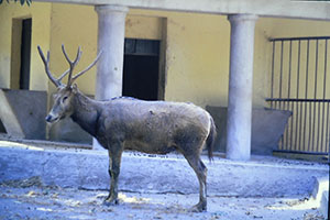 foto Cervo di Padre David Elaphurus davidianus nel settore delle antilopi, 1992