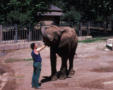 foto del custode alfiero leoni con l'elefante africano calimero