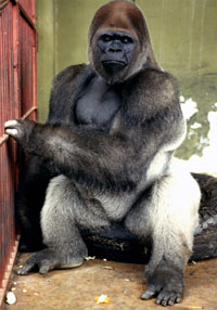 foto del gorilla bongo