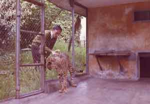 foto di Alberto Fanfani con il ghepardo somalo Juba