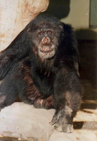 foto di Giorgio anziano (foto Enrico Stella)