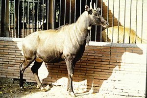 foto Maschio di Nilgau Boselaphus tragocamelus, circa 1990