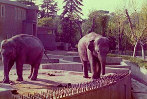 foto di Sophia e Nelly, giovani elefantesse asiatiche (Aprile 1975)