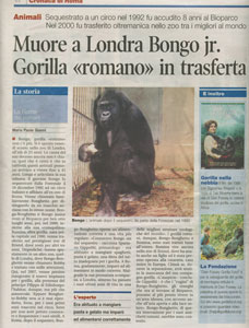 foto di bongo jr. gorilla dellozoo di roma trasferito a londra e morto