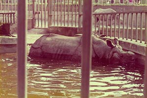 foto di Tomy, maschio di rinoceronte indiano Rhinoceros unicornis (Ottobre 1979)