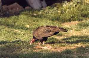 foto di un Avvoltoio collorosso