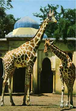 foto di una coppia di giraffe