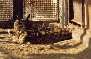 foto del Gufo del Nepal in cova