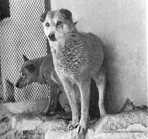 foto di un ibrido tra dingo e lupo