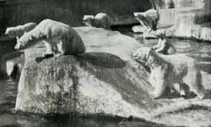 foto di orsi bianchi