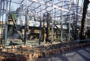 foto del settore leopardi, 1991