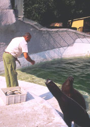 foto del guardiano gianni persiani alimenta le otarie, 1996