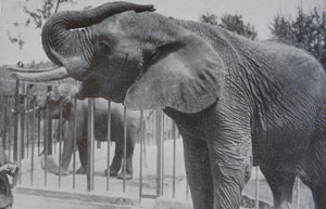 foto dell’elefantino africano M’Toto (bambino in Swahili) giunse a Roma nel Novembre del 1910