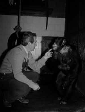 foto di Romano Zandri saluta lo scimpanz&eacute; nigeriano Pan troglodytes ellioti Full prima del pensionamento, 1993