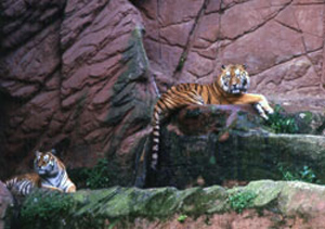 foto di tigri siberiane