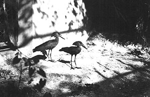 foto di Uccello martello Scopus umbretta, settembre 1988 