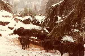 foto di yack sotto la nevicata del 1986
